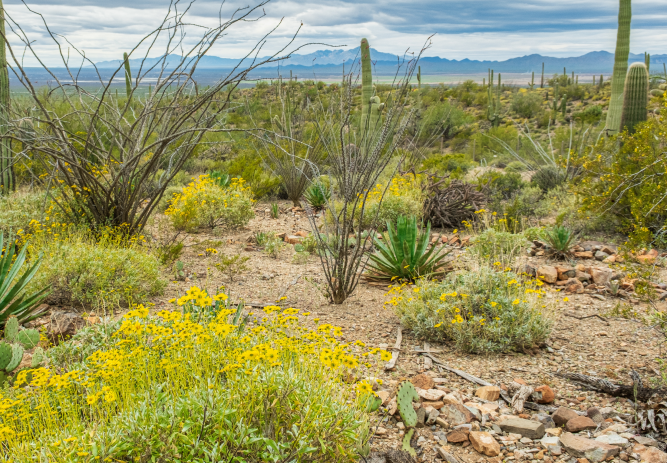 Monitoreo GPS y asistencia 24/7